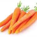 2021 Promotional Export Natural New Harvest Hot Selling Good Chinese Fresh Carrot